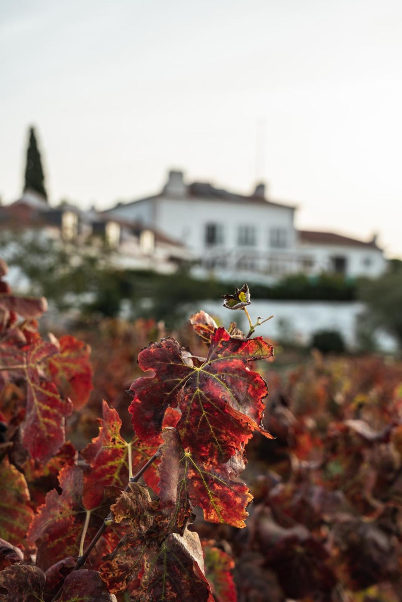 Hotel Casa Palmela - Small Luxury Hotels Of The World, Hotel & Villas เซตุบาล ภายนอก รูปภาพ